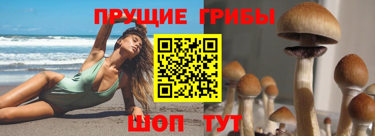 Галлюциногенные грибы Psilocybine cubensis Великие Луки